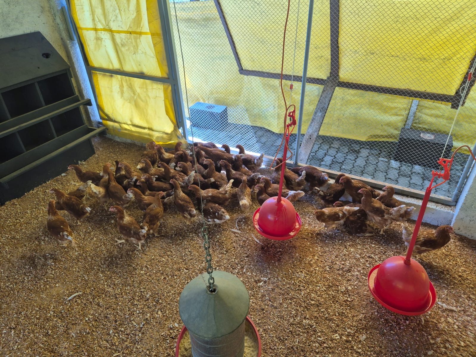 01 - capa -lepep_aves_JC202603.jpeg