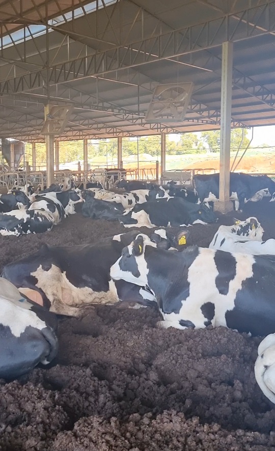 Compost barn em Santo Augusto