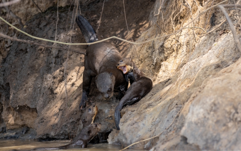 Sem nome 800 x 500 px 16